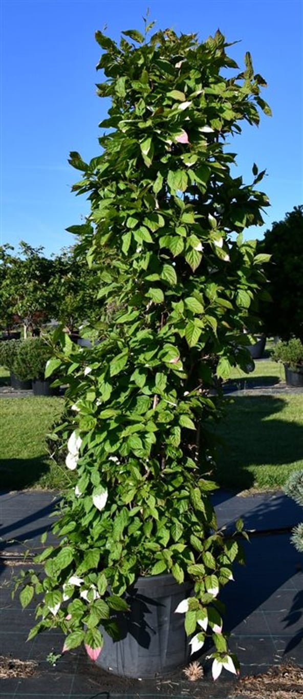 Actinidia kolomikta - C200 250-275 CM